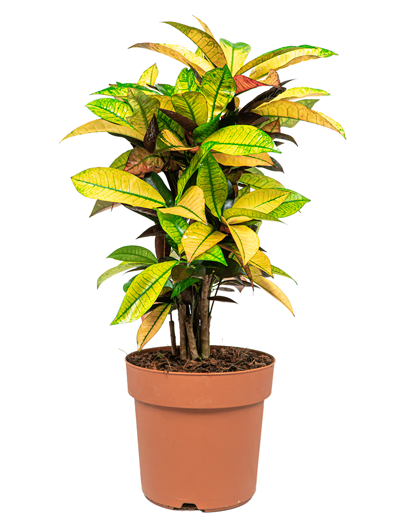 Verzorgingstips Croton